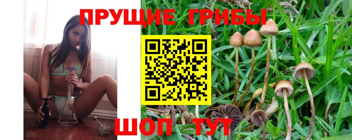 Губкин  Псилоцибиновые грибы Psilocybine cubensis  Вход с VPN 